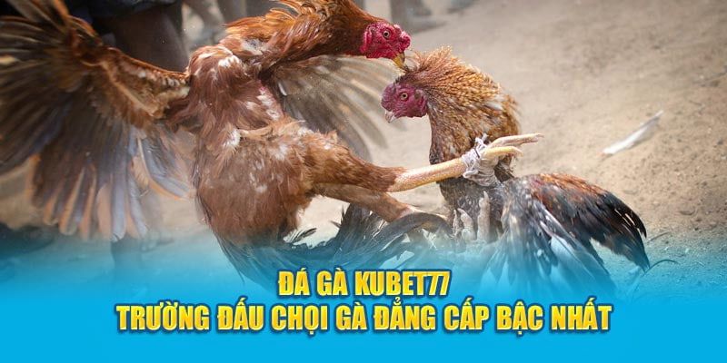 Đá gà Kubet77 mang đến cho anh em hội viên hàng loạt ưu điểm